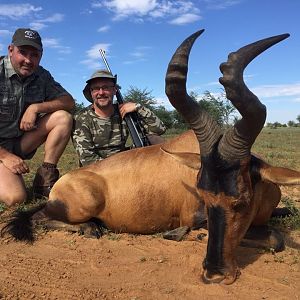 Red Hartebeest Hunting South Africa