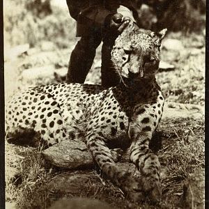 Hunting Cheetah in Africa
