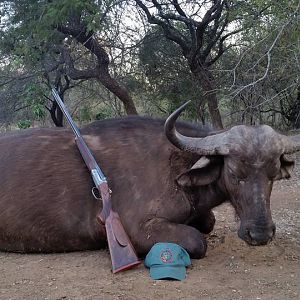 Buffalo Cow Hunting South Africa