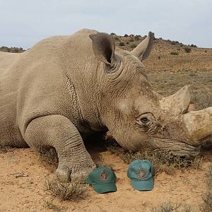 Hunt White Rhino South Africa