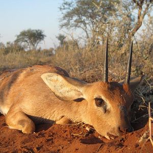 South Africa Steenbuck Hunting