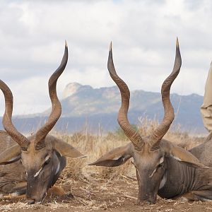 Lesser Kudu Hunt Tanzania