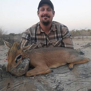 Damara Dik-Dik Hunt Namibia
