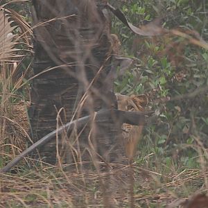 Lion hidding...