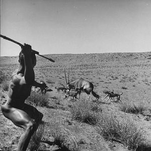 Bushman on the Hunt