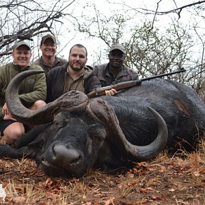 Cape Buffalo