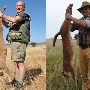 Caracal Hunt South Africa