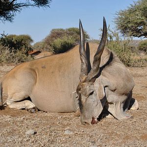 Hunting Eland South Africa