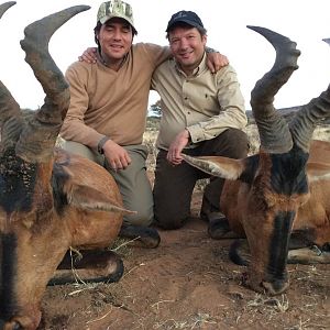 Red Hartebeest Hunt in South Africa