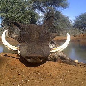 Hunting Warthog in South Africa