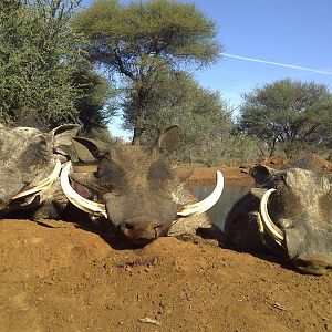 Hunting Warthog in South Africa