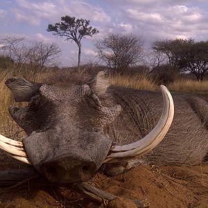 Hunting Warthog in South Africa