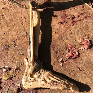 Media 'Hunting Crocodile in Zimbabwe' in category 'Other'