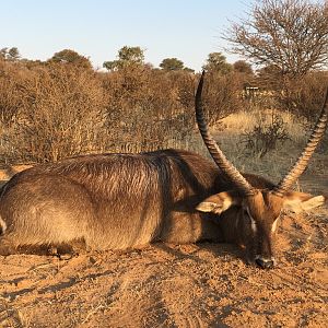 Waterbuck Hunt Kalahari Rangers South Africa
