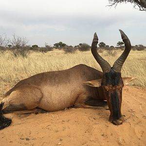 South Africa Hunting Red Hartebeest Kalahari Rangers