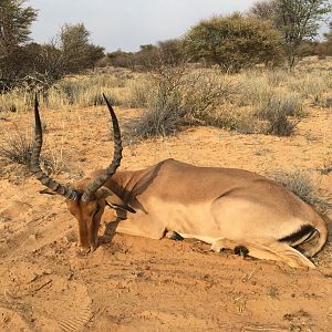 Impala Hunt South Africa  Kalahari Rangers