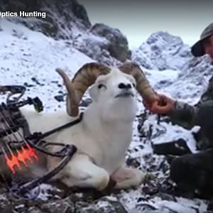 Alaska's late-season Dall Sheep Hunt