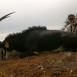 Sable Hunt