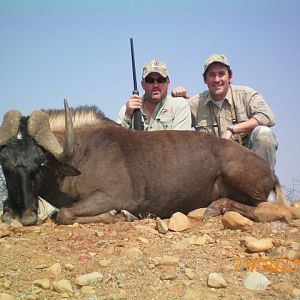 Hunting Black Wildebeest