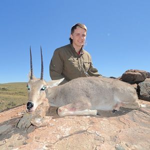 Hunting Grey Rhebok