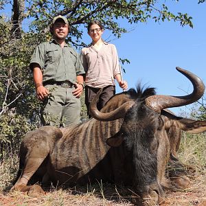 Blue Wildebeest Cull Hunting in South Africa