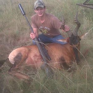 Red Hardebeest