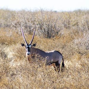 Gemsbok