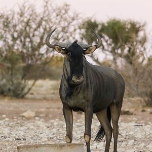 Blue Wildebeest