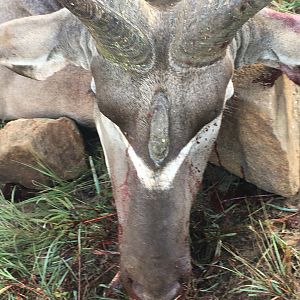 Three horned Kudu
