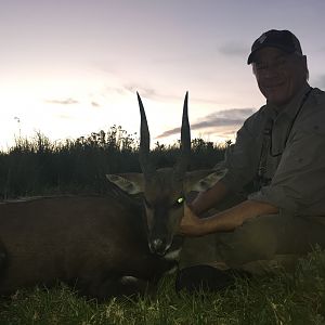 Cape Bushbuck