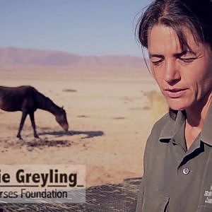 The Wild Horses of the Namib - THE NAMIBIA WILD HORSES FOUNDATION