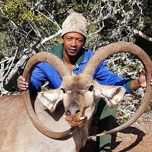 Unusual Kudu Trophy