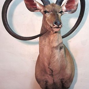 Unusual Kudu Trophy