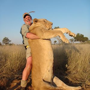 BIG Lioness