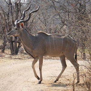 Kudu Zimbabwe Wildlife
