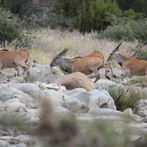 South Africa Wildlife Eland