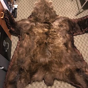 Kodiak Bear Rug Above