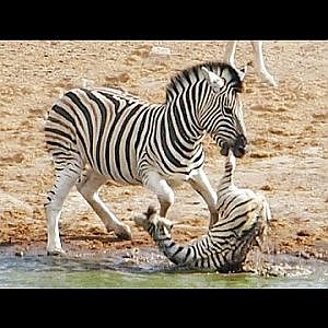 Zebra Tries to Kill Foal While Mother Fights Back