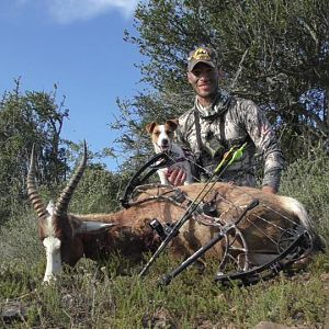 Bowhunting Blesbok