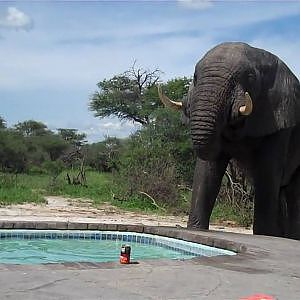 Elephant Crashes The Pool Party