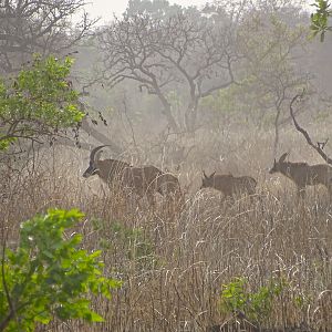 Roan Wildlife Benin