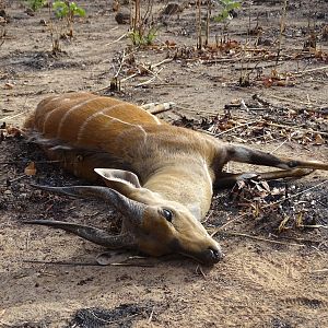 Benin Hunt Bushbuck