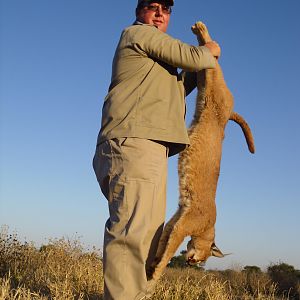 Caracal Hunt with dogs