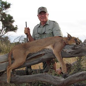 Caracal Hunting in the Kalahari
