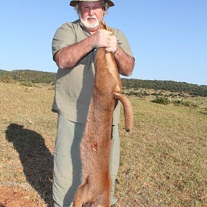 Hunting Caracal Eastern Cape