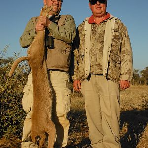 Caracal Hunting in the Kalahari