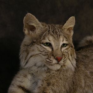 Bobcat Mount Taxidermy