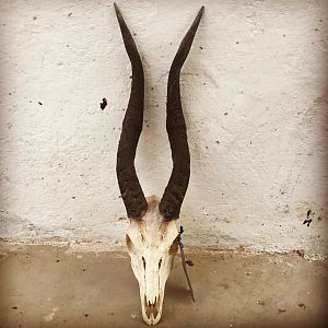 Bushbuck Skull