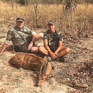 Hunt Harnessed Bushbuck Benin