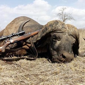 Buffalo Hunting Mozambique